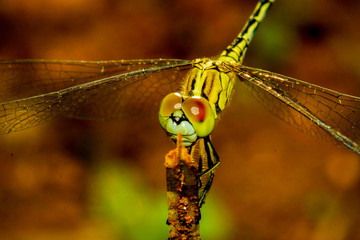 macro shot dragonfly