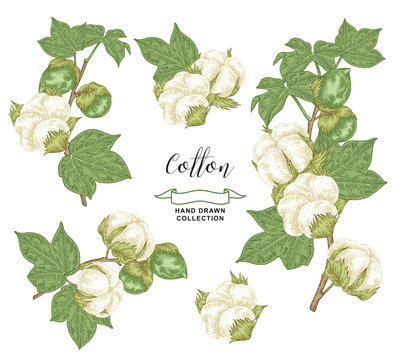 Cotton branch set. Colorful cotton plant with leaves and flowers isolated on white background. Vector illustration hand drawn. Vintage engraving style.