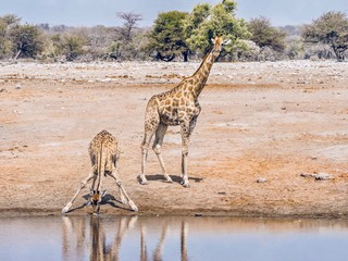 A mother giraffe stands beside her thirsty offspring while it bends its forelegs to drink from a waterhole in Etosha National Park, Nambia.