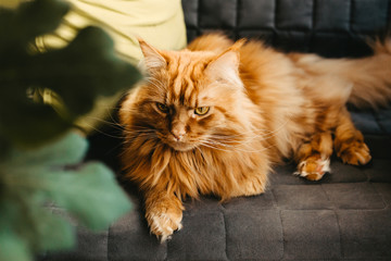 Red cat with green eyes in the home interior.