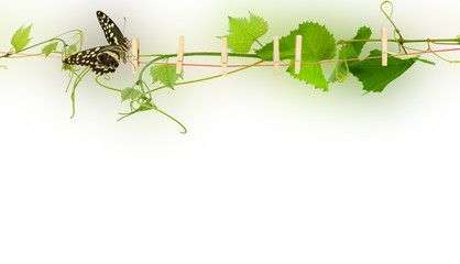branch with leaves, vine and butterfly 