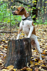 Parson Russell Terrier dog standing in the forest, leaning on a stump