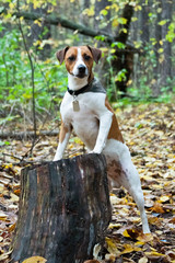 Parson Russell Terrier dog standing in the forest, leaning on a stump