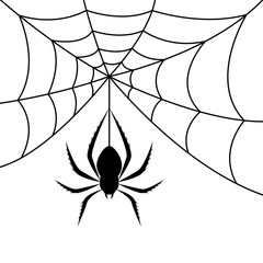 Spider on a web. Vector illustration © Igori_K