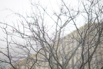 Leafless bare tree branches in raindrops, against the backdrop of a rural roof and sky, autumn foggy landscape