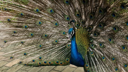 Obraz premium Peacock