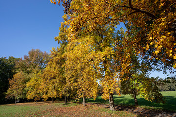 Foliage at fall in the Monza Park