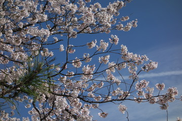 Cherry Blossom
