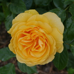Orange Flowering Rose Bush Absolutely Fabulous