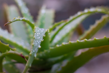 Aloe vera plant. Wet in the winter rain, the smell of soil, health, home, and all that is good in winter.