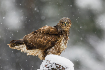 bird of prey