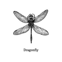 Dragonfly vector illustration. Hand drawn sketch of insect in vintage style.