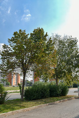 Public Park by Morning in the City With Plants and Trees