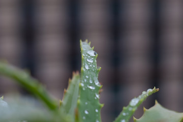 Aloe vera plant. Wet in the winter rain, the smell of soil, health, home, and all that is good in winter.