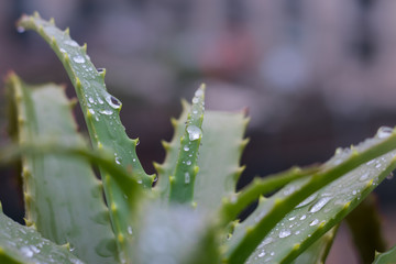 Aloe vera plant. Wet in the winter rain, the smell of soil, health, home, and all that is good in winter.