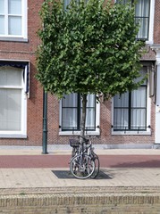 Fahrräder abgestellt unter einem Baum vor einer roten Backsteinwand - 308921353