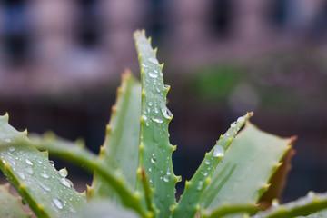 Aloe vera plant. Wet in the winter rain, the smell of soil, health, home, and all that is good in winter.