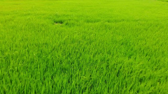 View at green scenery paddy field