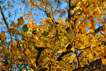 Pear tree with bright  yellow leaves close up detail on soft blurry bokeh background, sunny autumn day