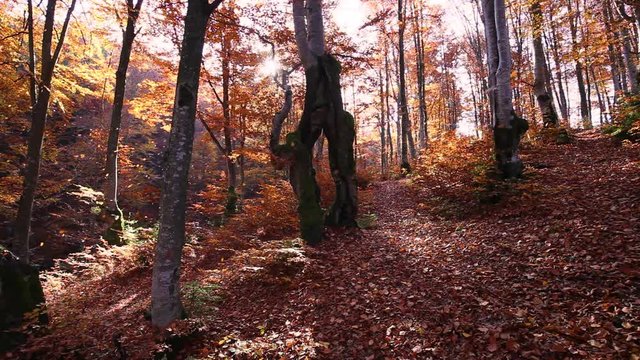 Autumn forest with leaves falling down in slow motion. Brilliant fall colors of a sunlit forest. Autumn nature footage