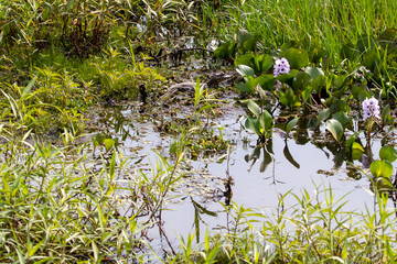 Der junge Brillenkaiman fällt in der Vegetation kaum auf
