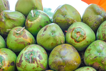Indian green coconut bunch or group 