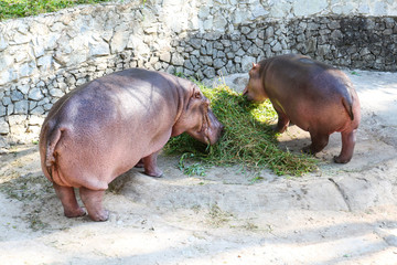 Feeding Hippopotamus in a zoo.