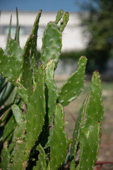 Idian Figs Plant by Morning in the Grass