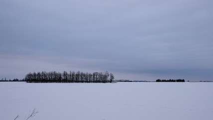 Row of trees on snow