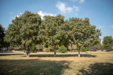 Park by Morning With Plants and Trees
