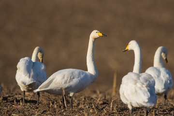 Singschwäne auf einem abgeernteten Maisfeld
