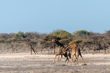 Naklejka na ściany i meble Two Male Angolan Giraffes - Giraffa giraffa angolensis- fighting by hitting each other with their long necks. Etosha National Park, Namibia.