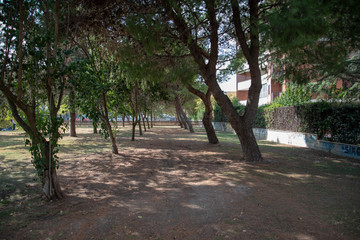 Park by Morning With Plants and Trees