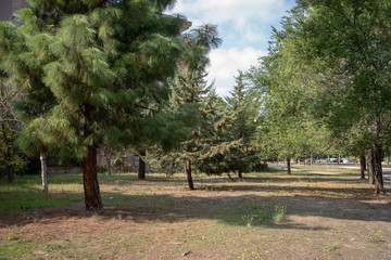 Park by Morning With Plants and Trees