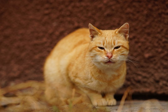 Portrait of a red cat sitting on the street near the building facade.