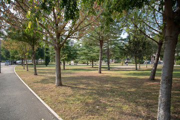 Park by Morning With Plants and Trees