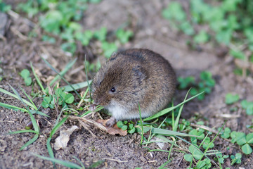 brown harvest mouse