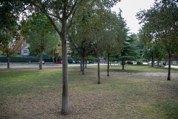 Park by Morning With Plants and Trees