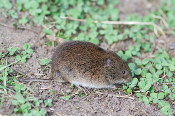 brown harvest mouse