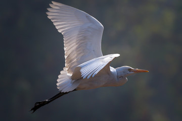 The Great Egret flying over the gardens of Pune in India