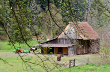 Landscape with a small wooden stable with horses on a background of a forest in a European village