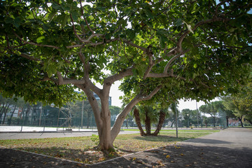 Fototapeta na wymiar Figs Tree by Morning in the Garden in a Sunny Day