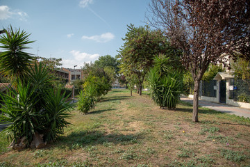 Fototapeta premium Park by Morning With Plants and Trees