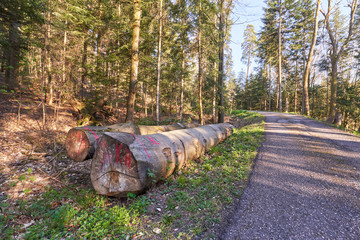 Large trunks of sawn trees dangerously lie next to a forest road