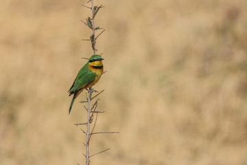 Bee-eater on branch
