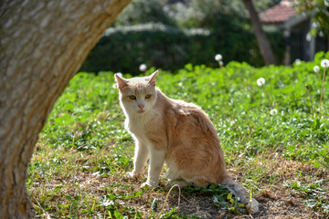 Naklejka na ściany i meble Wild Cat in the Garden by Spring