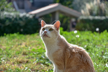 Wild Cat in the Garden by Spring