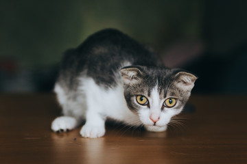 A gray-white young scared cat sits on the table, holding his head, and looks at the camera.