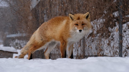 Fox and snow