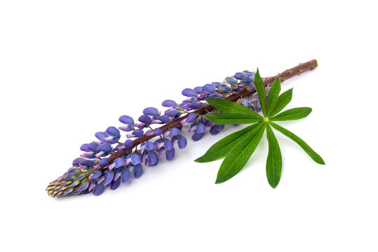 Purple lupin flower isolated on white background.